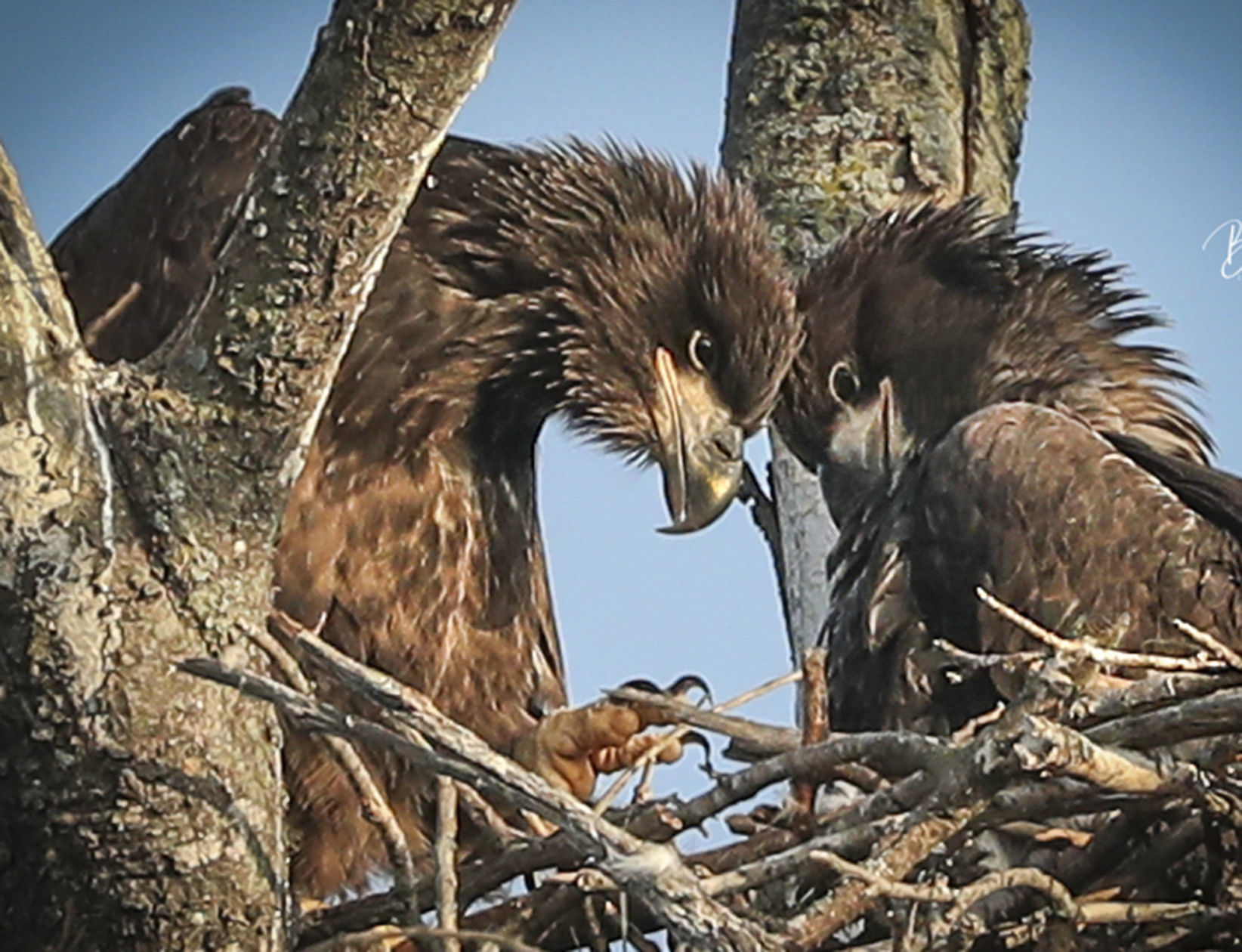 Lake Waco Eagles